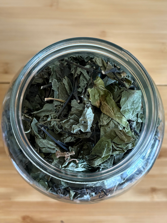 Matico (Cordoncillo Negro)